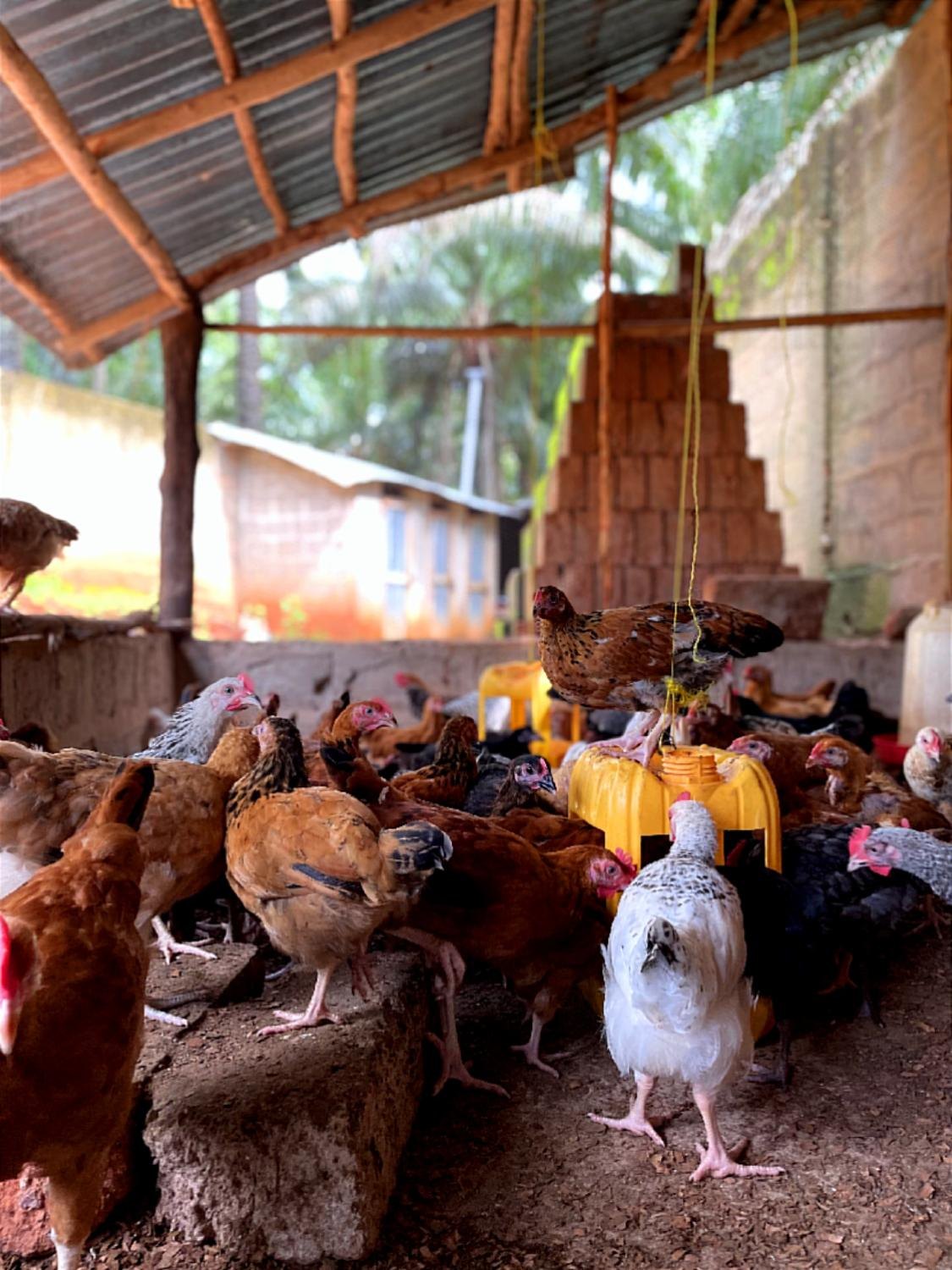 Poulailler de La Ferme du Khalife